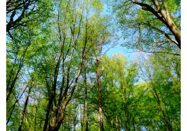 Зеленые деревья в лесу