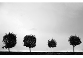 Одинокие деревья