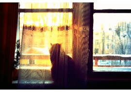 Кошка у окошка