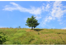 Одинокое дерево на зеленой траве